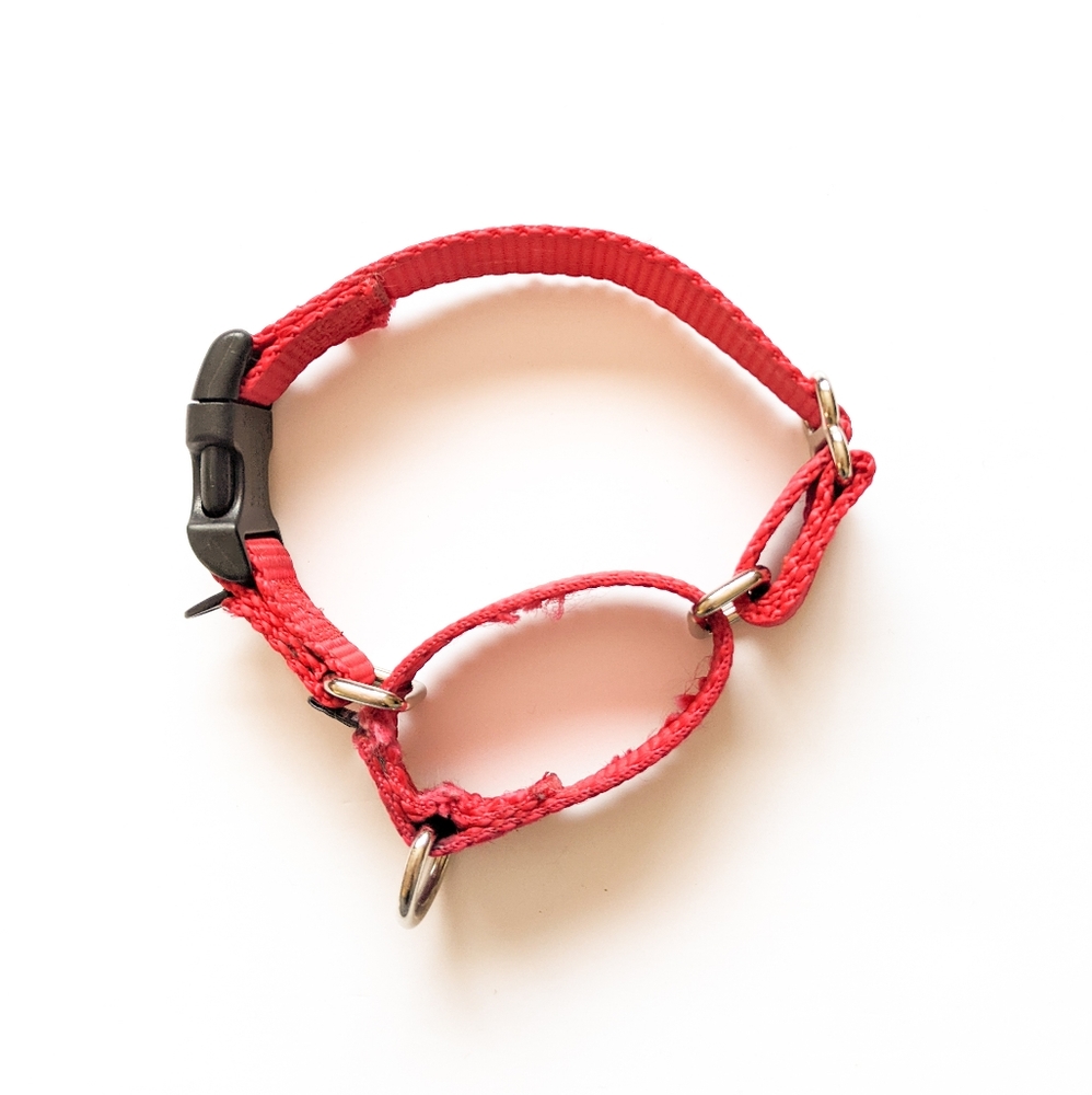 Red Martingale Collar - Small Dog / Puppy